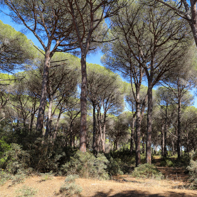 Un mémento sur la filière forêt-bois néo-aquitaine