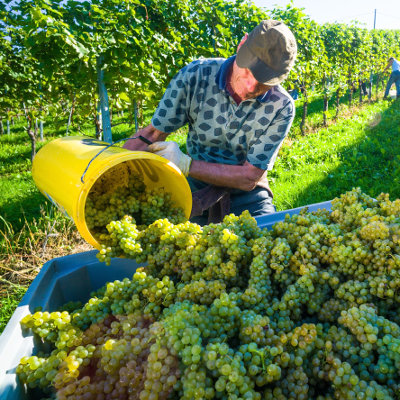 Les métiers de la vigne et la vie de château