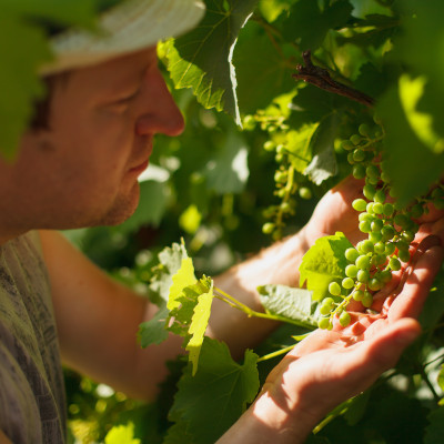 Quinzaine des métiers de la vigne et du vin en Gironde