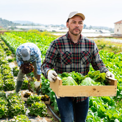 L'embauche des travailleurs agricoles étrangers simplifiée