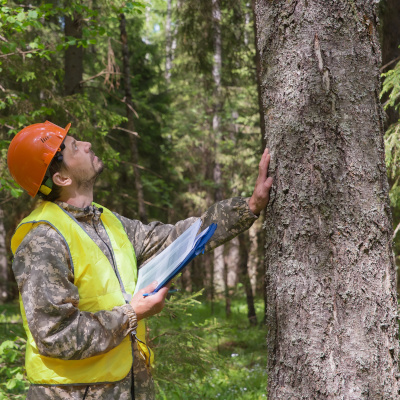 Bac pro « forêt » : modalités pour les ajournés