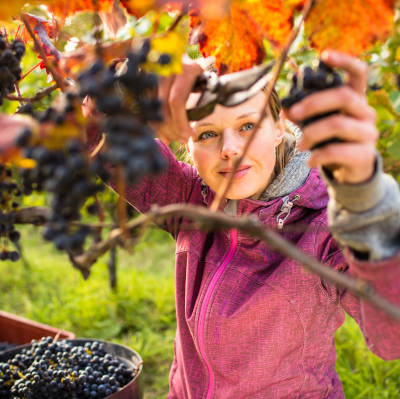 Soutien régional au Campus de la vigne et du vin