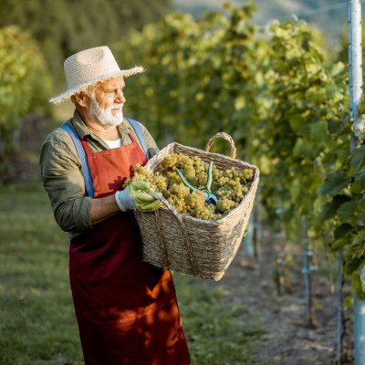 Les métiers de la vigne et du vin en Nouvelle-Aquitaine