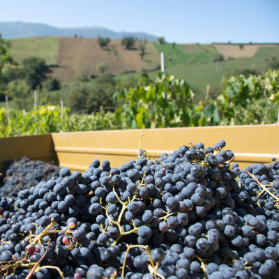 Soutien aux exploitations viticoles
