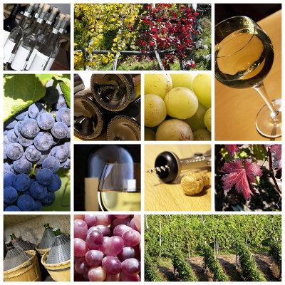 Le point sur la filière viti-vinicole en Nouvelle-Aquitaine
