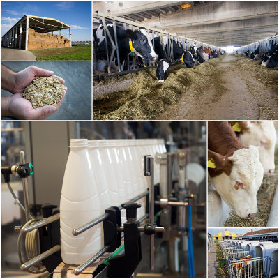 Les enjeux du travail et de la transmissibilité dans les filières laitières en Nouvelle-Aquitaine